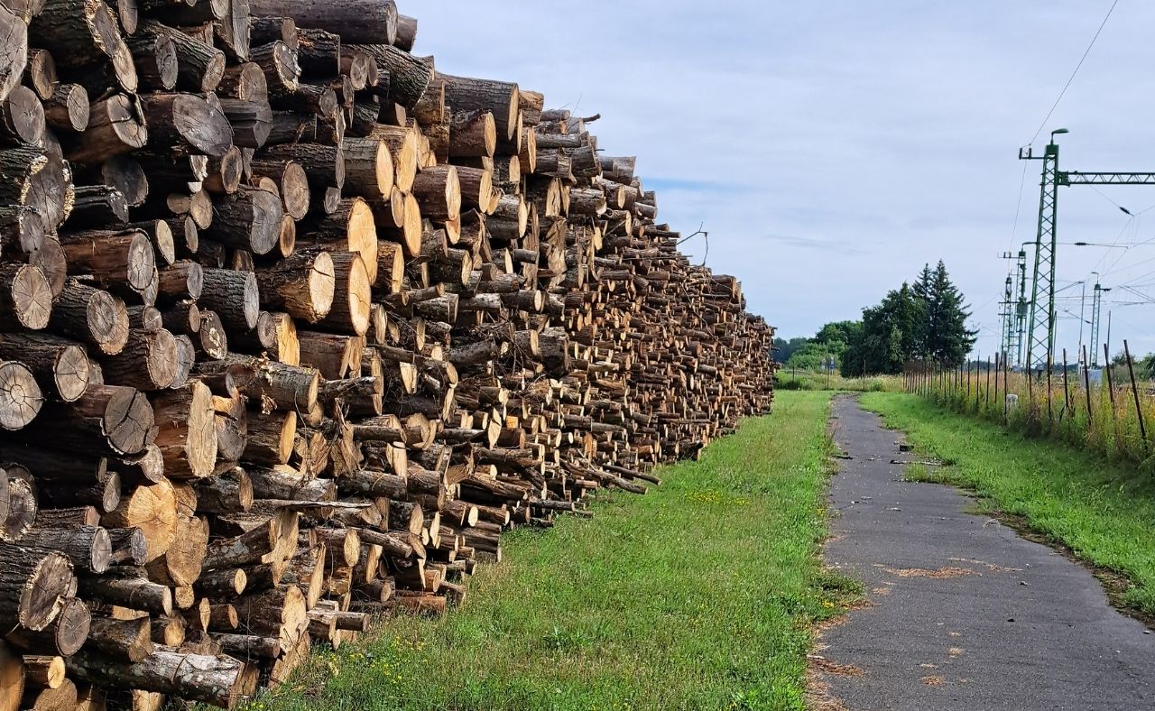 Large industrial timber storage area for wood moisture monitoring and quality control