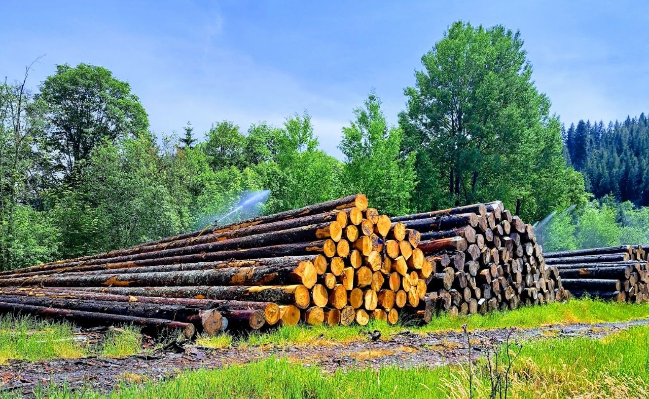 Stacked timber logs at industrial wood storage facility for moisture measurement and quality monitoring